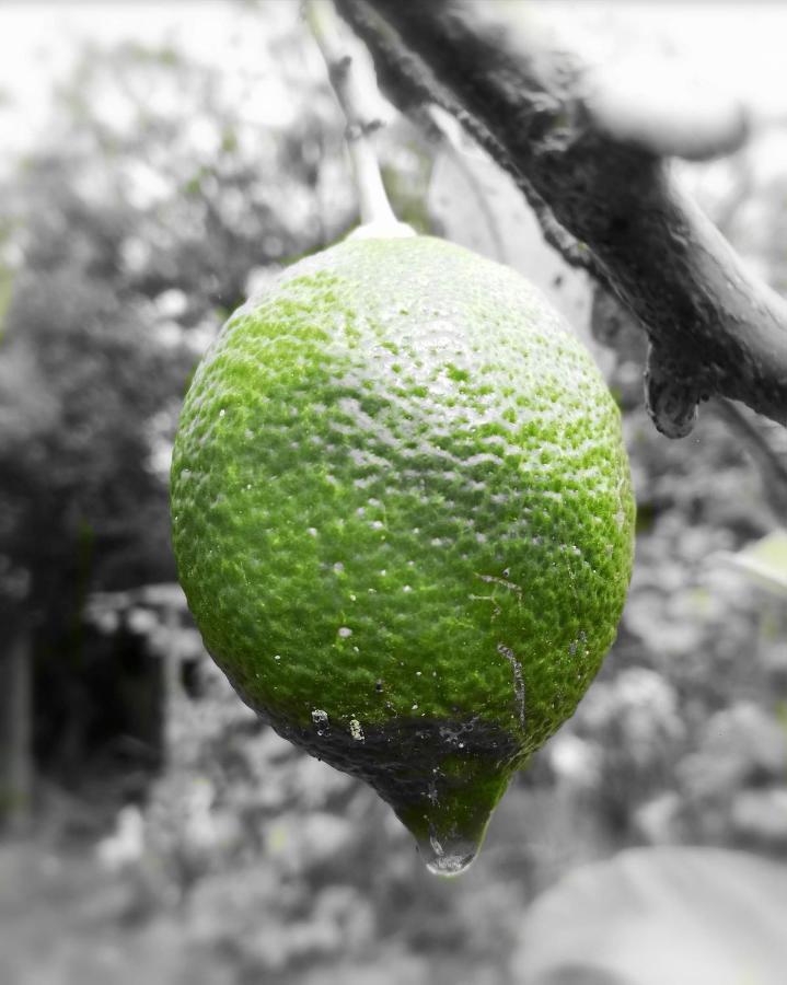 Casa Rural Limon Y Sol 绍萨尔 外观 照片